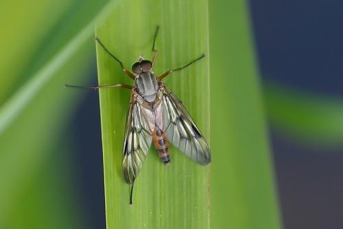Réf. 182 128 : Rhagio scolopaceus